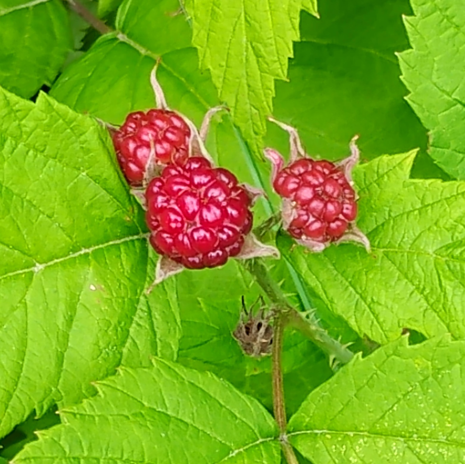 Joy and berries